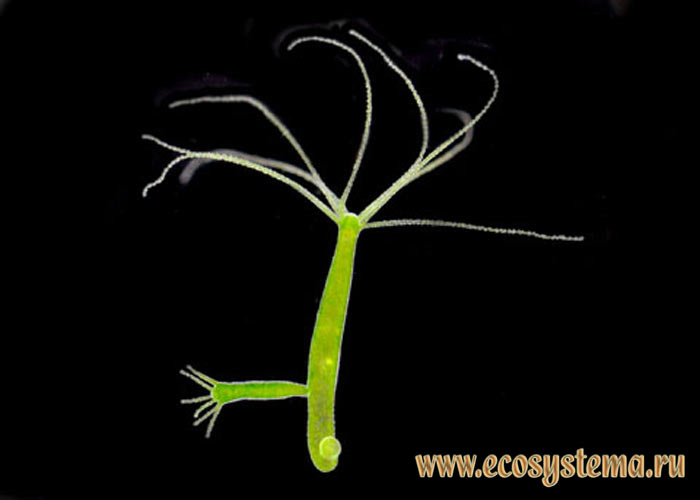 Kraken ссылка kraken link24 info